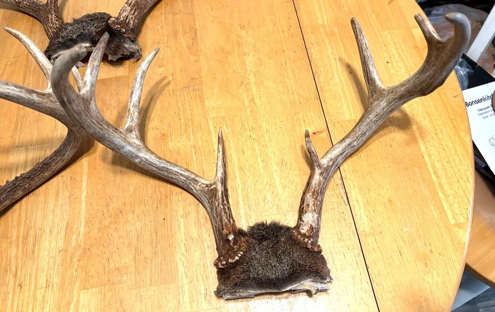 "3" WILD 8 POINT WHITE TAIL ANTLERS,SKULL CAP MOUNTS