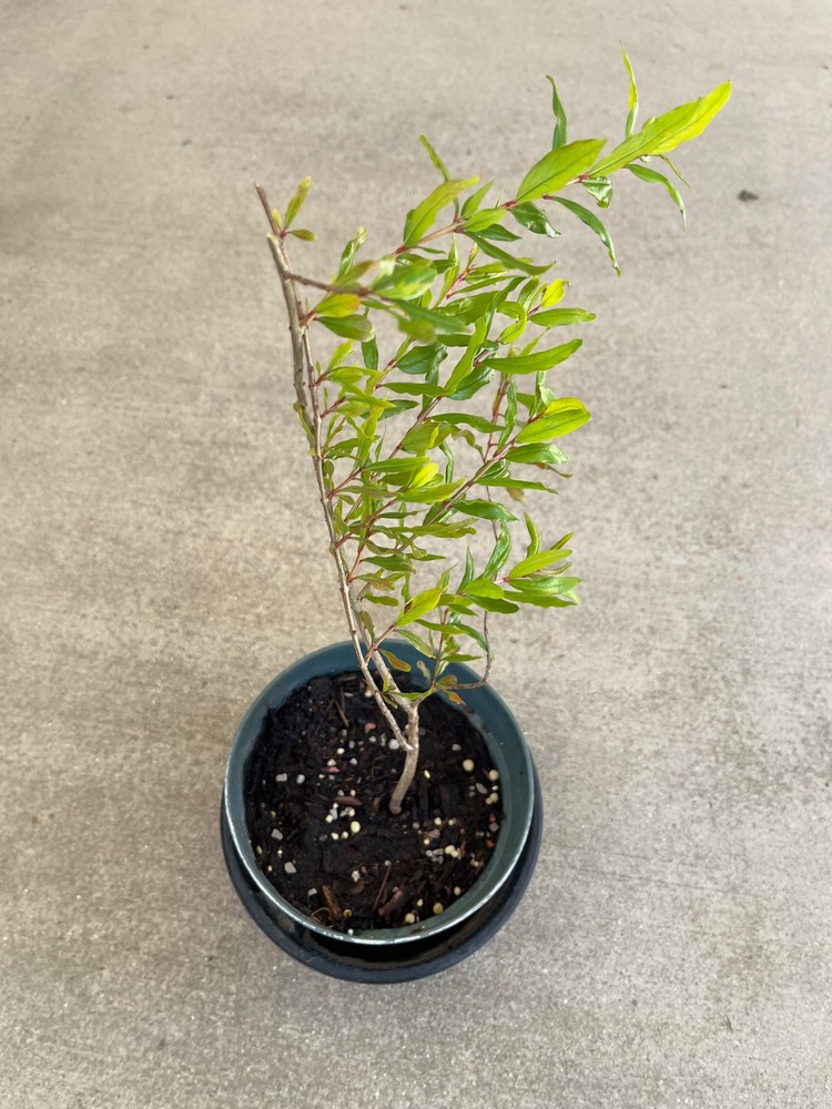 Pomegranate Tree Plant