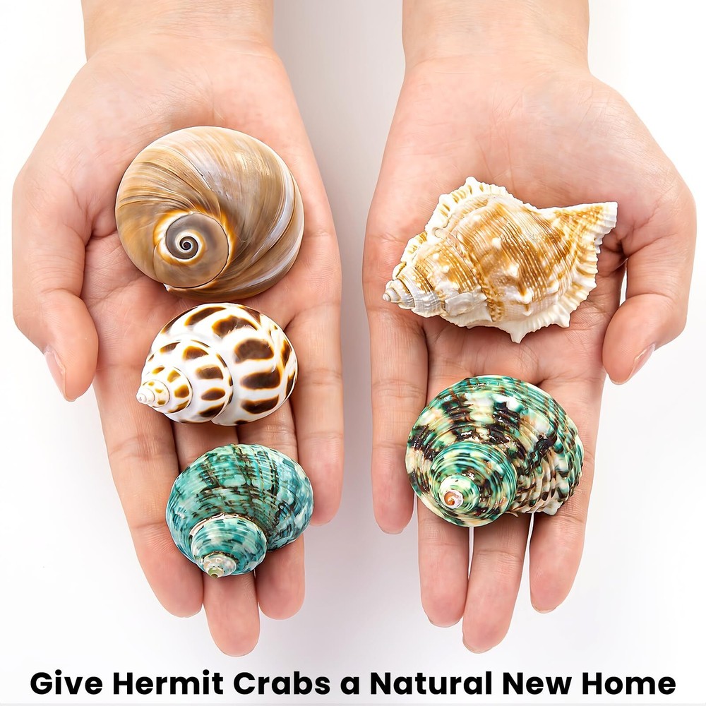 5 Pcs Large Hermit Crab Shells Turbo Seashells Beach Party Decorations
