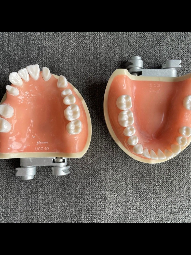Fixed Prosthodontics Dentoform (Used in Dental School)