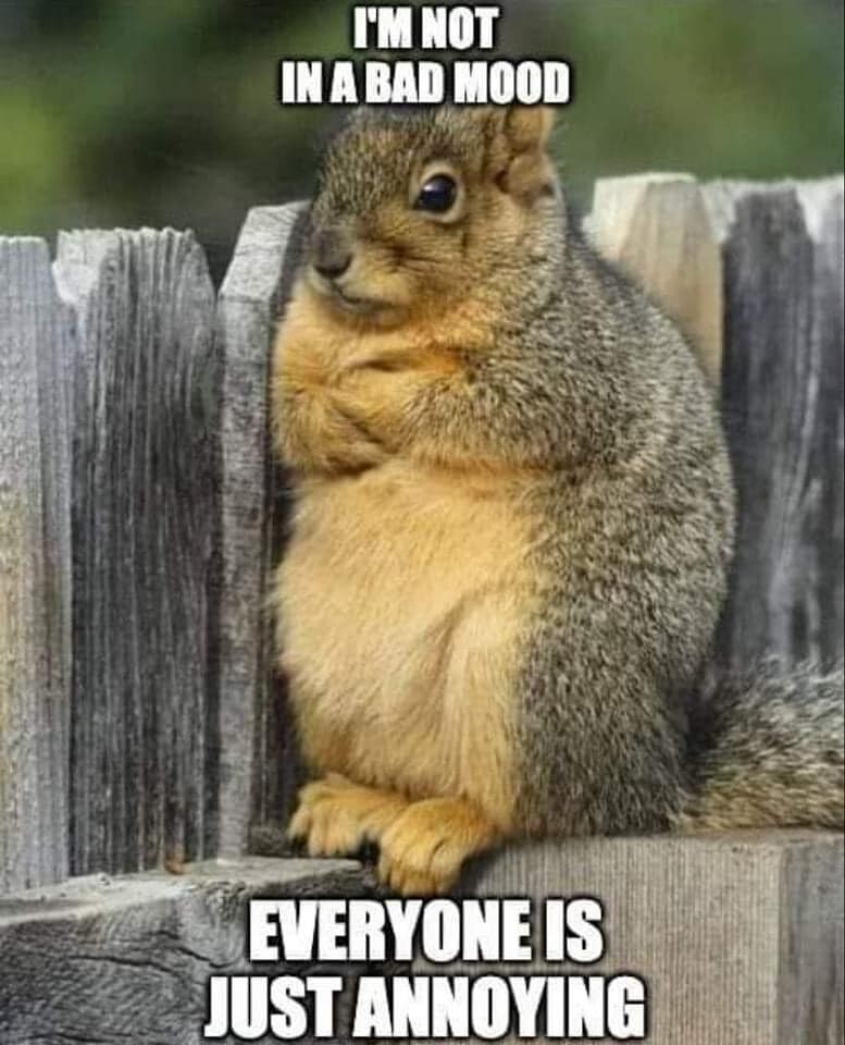 Funny Squirrel  refrigerator magnet 3 1/2 x 4 1/2