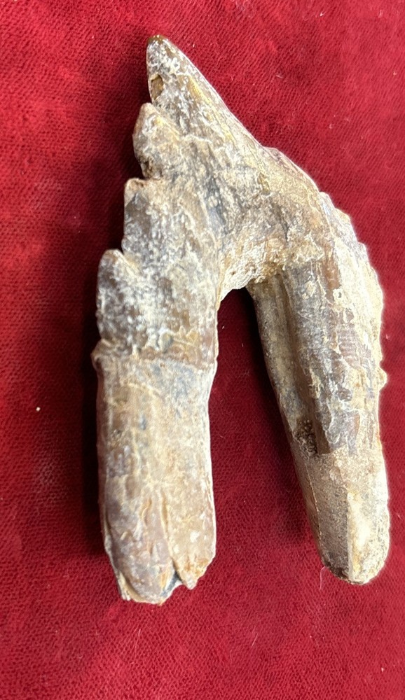 3” Basilosaurus Tooth 40-34 Mil Yrs Old Late Eocene