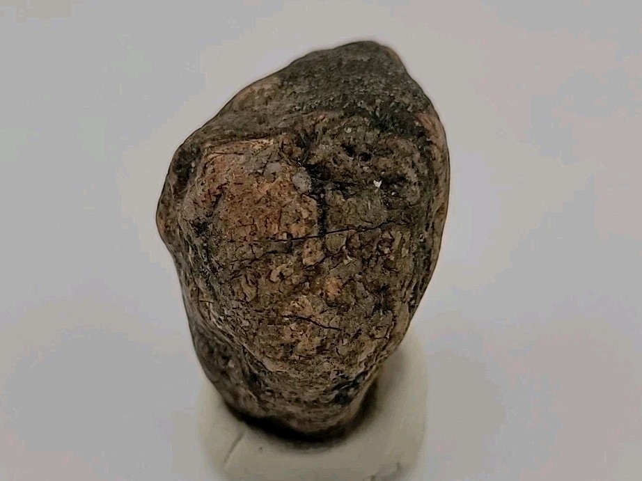 Real Permineralized Bird Egg Fossil
