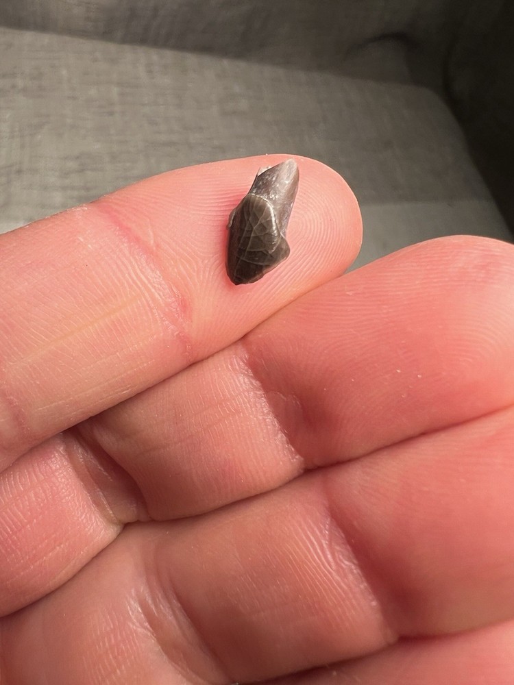 Fossilized Teeth Brule Formation Oligocene Epoch Sharp Specimen