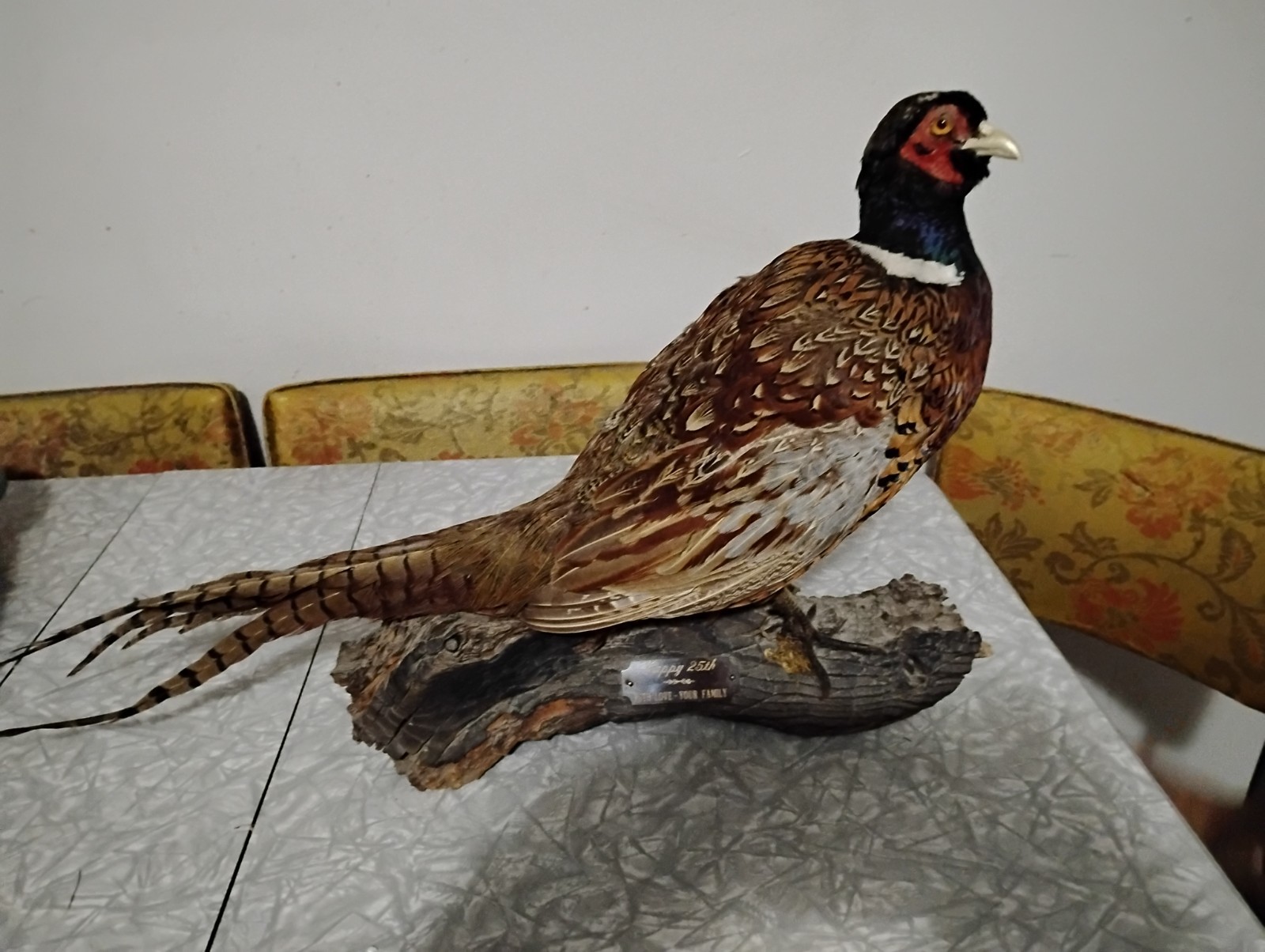 Vintage Pheasant Taxidermy - Table / Shelf Display Mount - Read Description