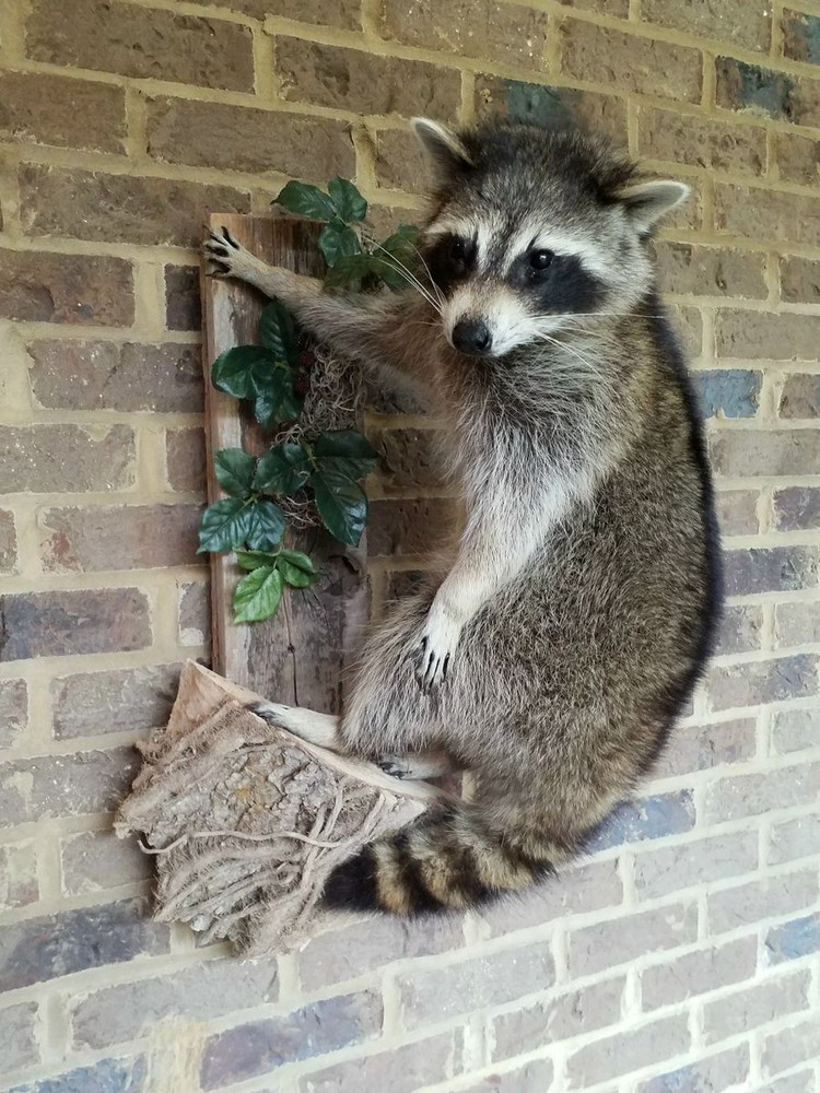 Unique Raccon Messenger Mount - NEW