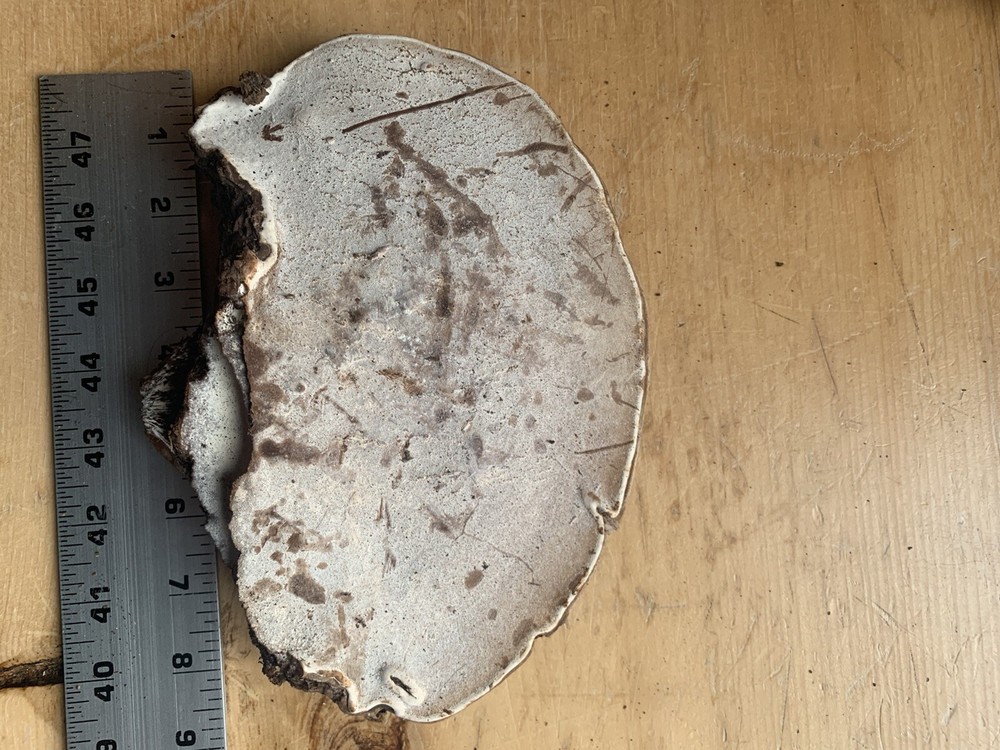 Conk Polypore Very Large In Size