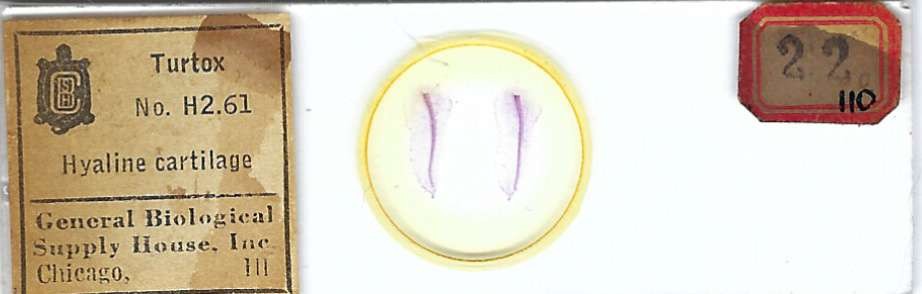 Hyaline Cartilage Microscope Slide by Turtox