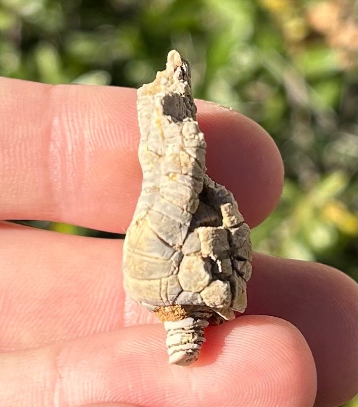 Alabama Fossil Crinoid Alcimocrinus ornatus Bangor Limestone Formation NICE