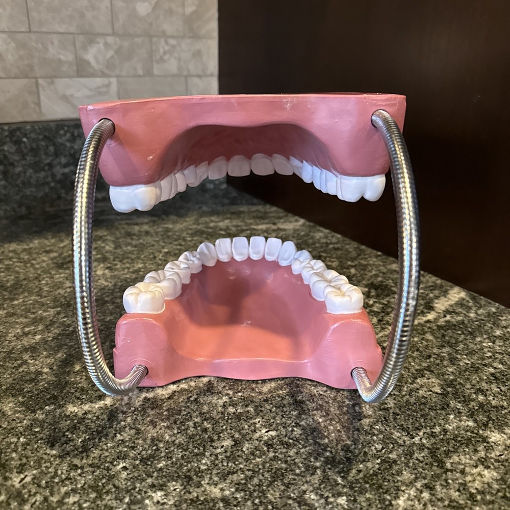 Dental Teeth Model Teaching Study Tool Mouth Large 6” Anatomical Full Set
