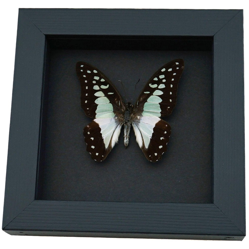 Real Framed Pale Green Triangle Butterfly Graphium eurypylus lycaonides