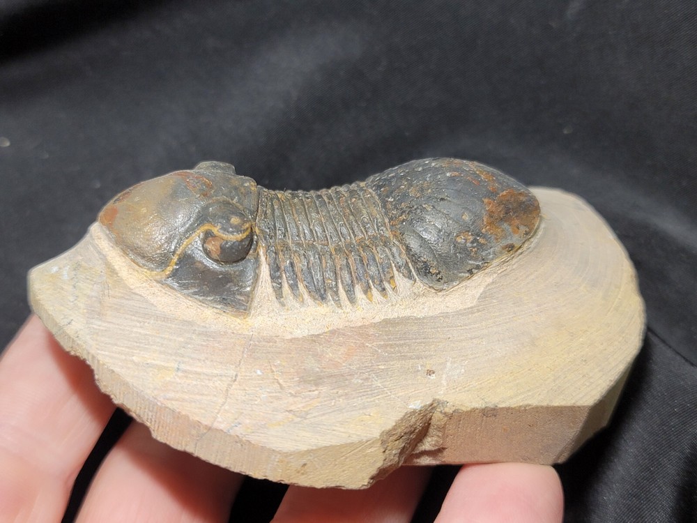 Nice Paralejurus Trilobite fossil Devonian of Morocco