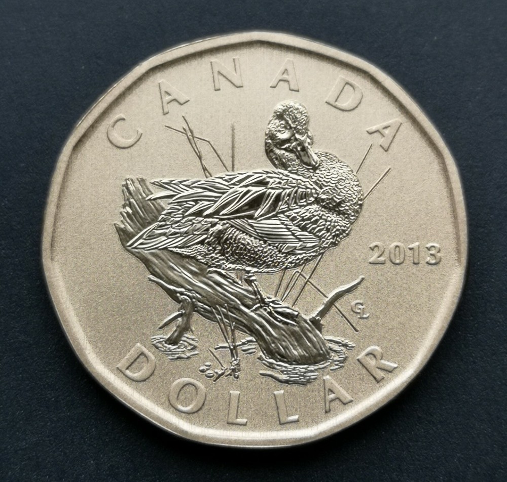 ***  CANADA   LOONIE  2013  ***  BLUE - WINGED  TEAL  ***  SPECIMEN  ***