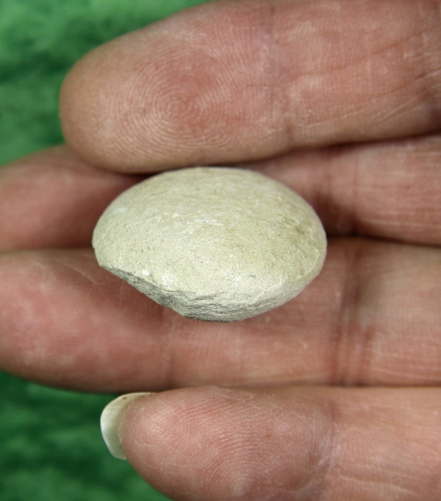 Stylemys nebrascensis - Nice Tortoise Egg