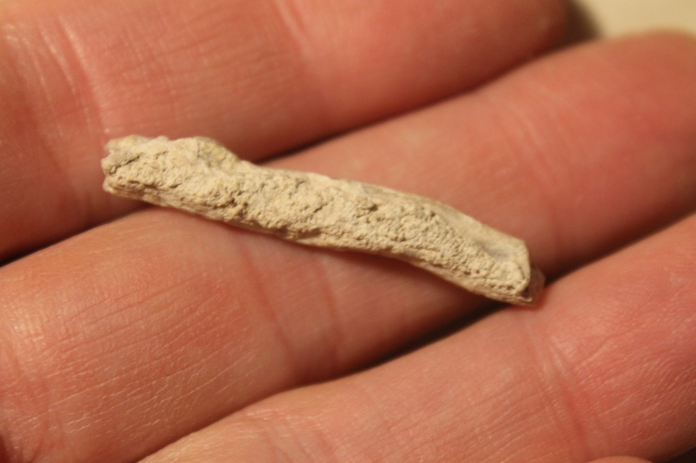 Petrified Limb Cast Specimen, Nevada