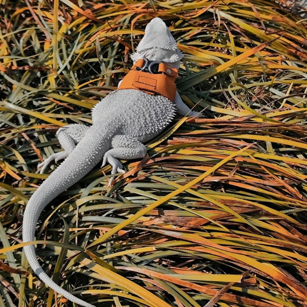 3 Pack Bearded Dragon Harness and Leash Set - Small, Medium, Large, Brown