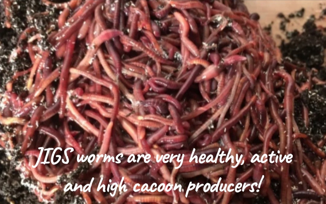 (JIGS) Live #1 Red Wigglers Composting Worm Mix, FREE SHIPPING! No Manure!