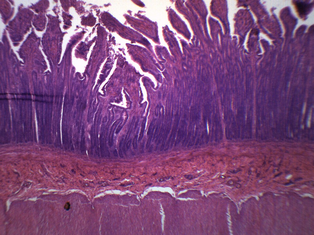 Duodenum - Prepared Microscope Slide - 75x25mm - Eisco Labs
