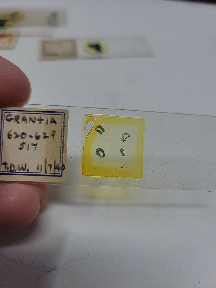 Vintage Microscope Slide 1940