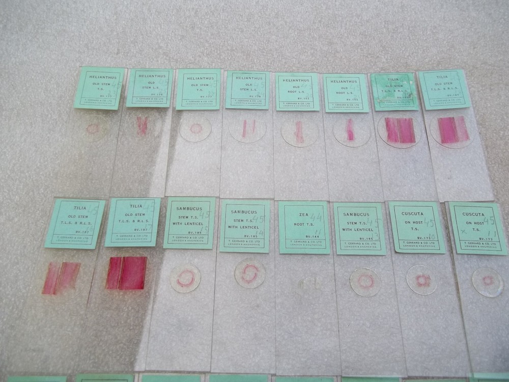 Vintage Glass Microscope Slides -