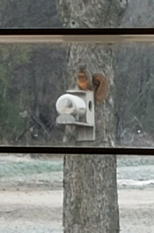 Handmade Cedar Jar Squirrel Feeder Without Jar.