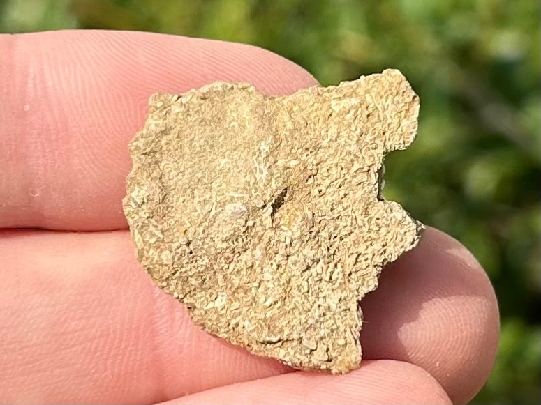 Alabama Fossil Starfish Cast Mississippian Age Bangor Limestone Formation