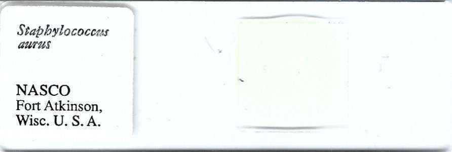 Staphylococcus aurus Microscope Slide