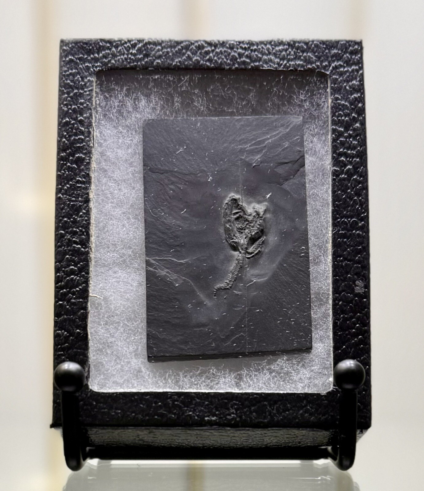 Undetermined Brittle Star Fossil ~Bundenbach Germany~ Devonian Period