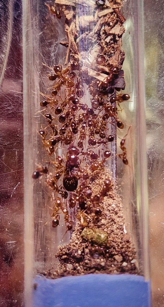 Queen Ant Aphaenogaster occidentalis