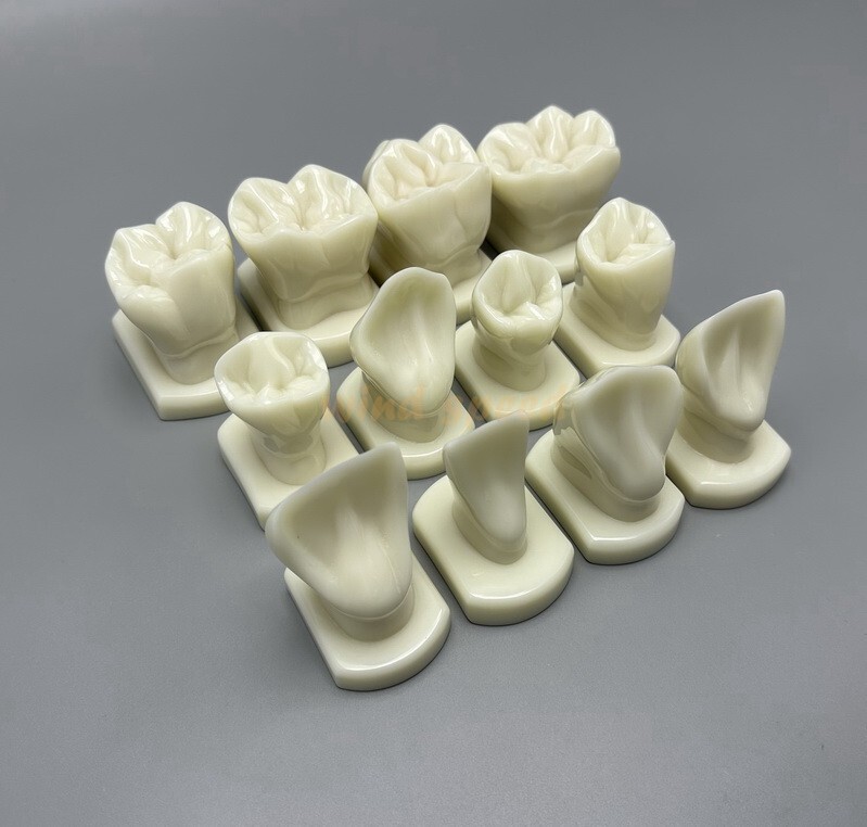 Dental Teeth Form Models OrthodonticTypodont Model For Lab Teaching Tooth Study