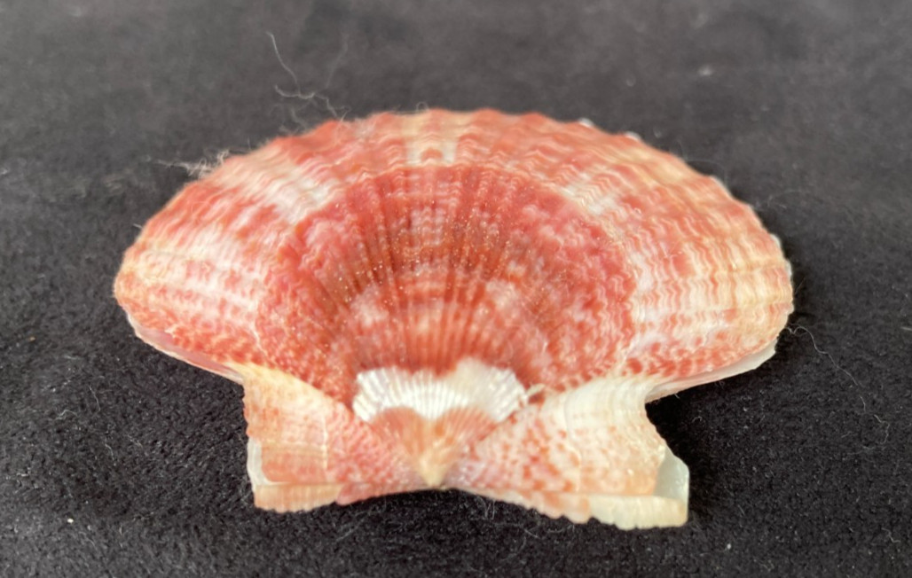 PECTINIDAE Aequipecten opercularis f. radiatus RED 51.6mm Quiberon France 2002