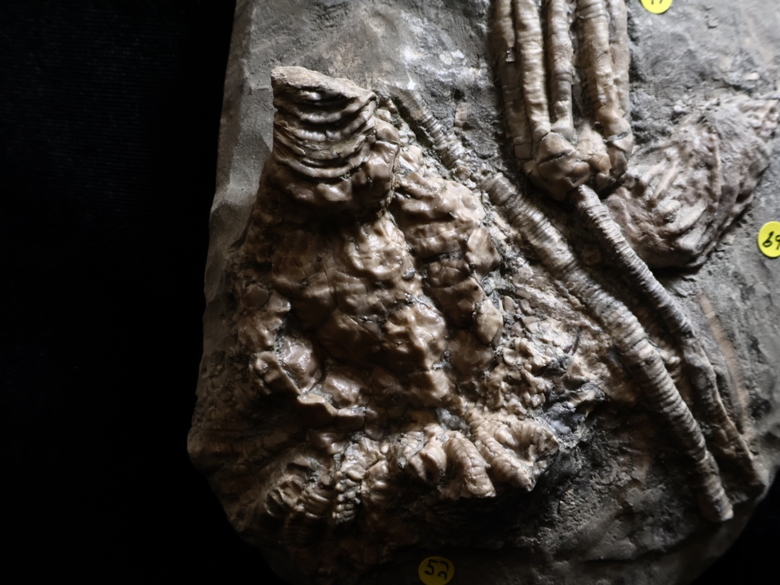 Threaded Fossil Crinoids, Crawfordsville, Indiana