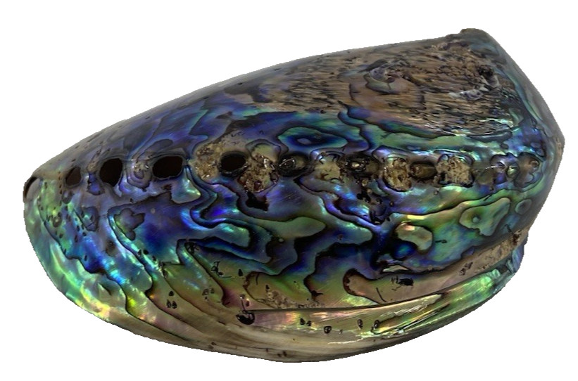 2 Large Gorgeous Abilene Shells 5" and 8" Polished Beach Decor