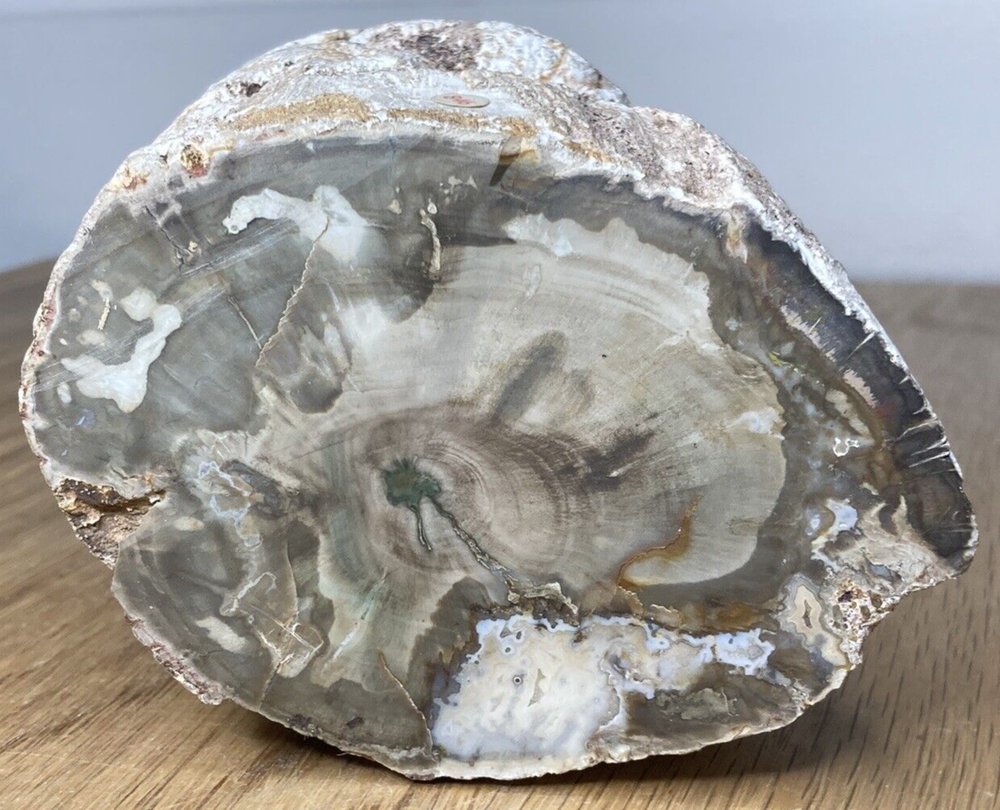 Fossil Specimen, Silicified Tree Branch Section, USA, 90mm