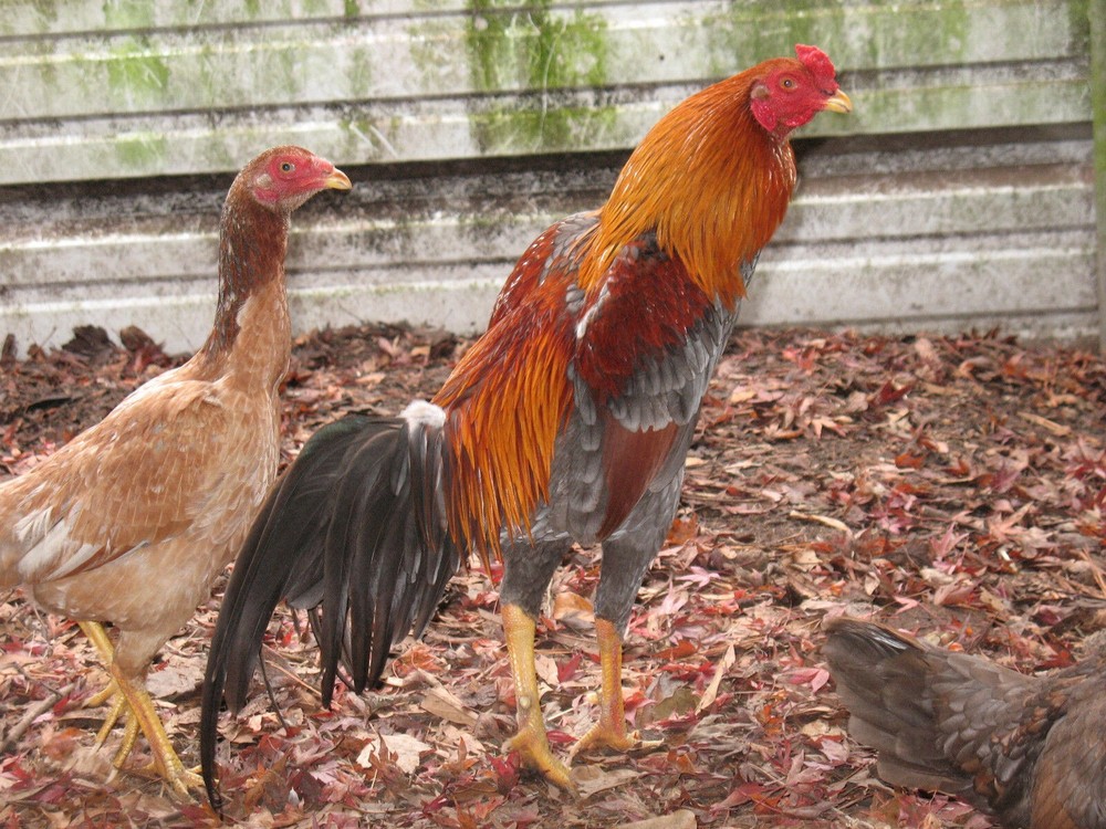 12 ASSORTED WAHL ASIL EGGS