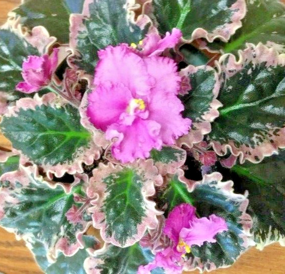 African Violet Plant Apache Freedom Large / Big Starter Standard