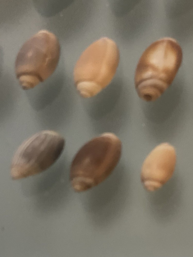 Lot Of 13 Tiny Olive Shells