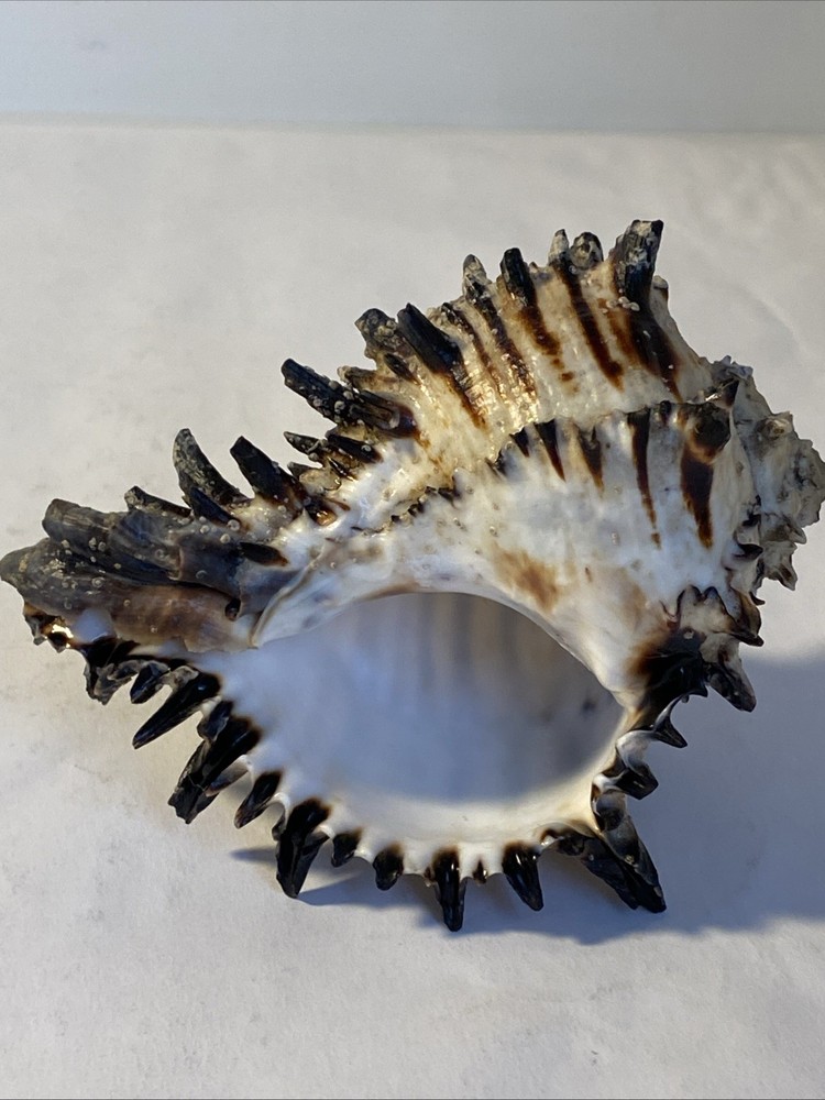 Natural Conch Seashell Black Murex Hermit Rare