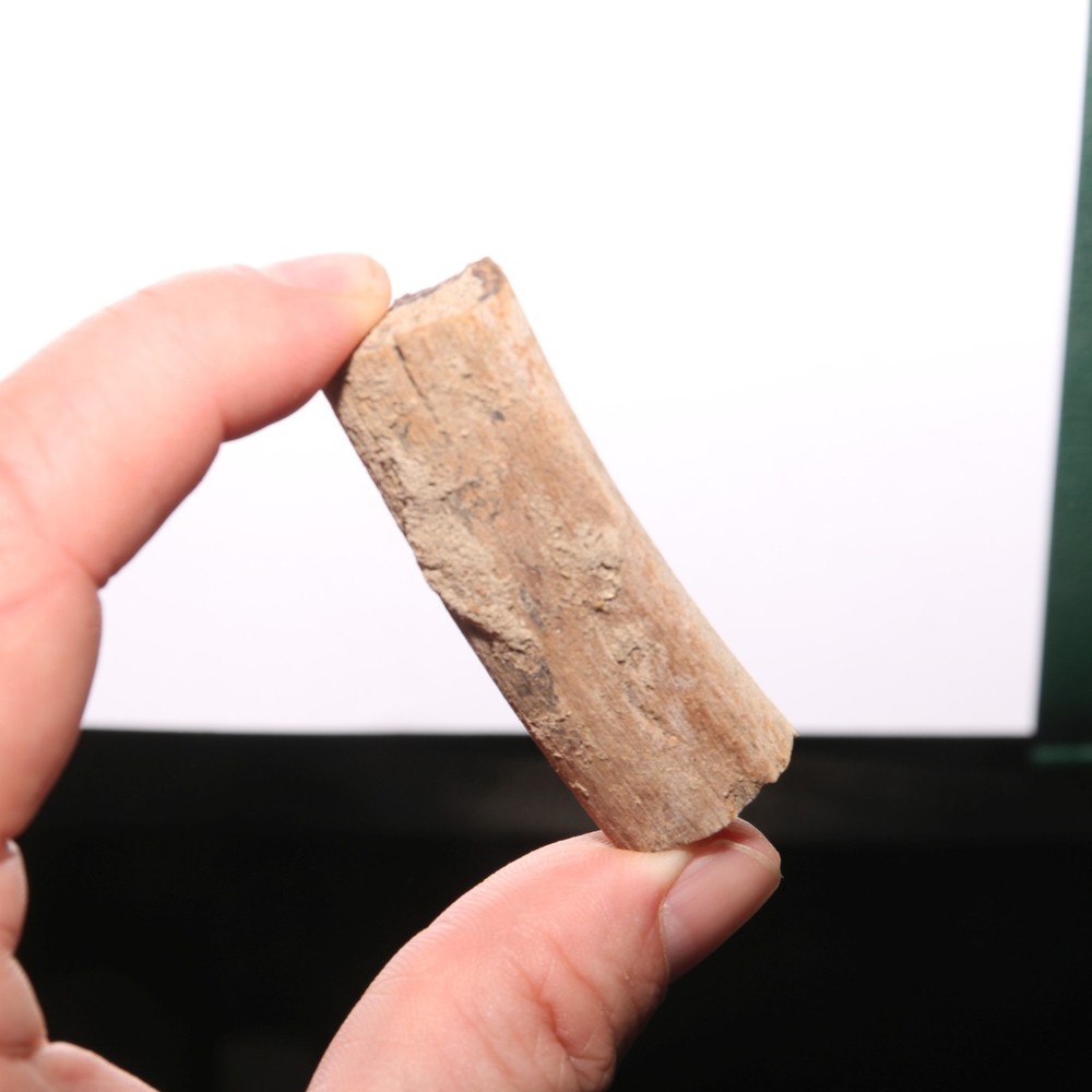 Small Dinosaur Rib Partial - Authentic Fossil Hell Creek Formation Cretaceous