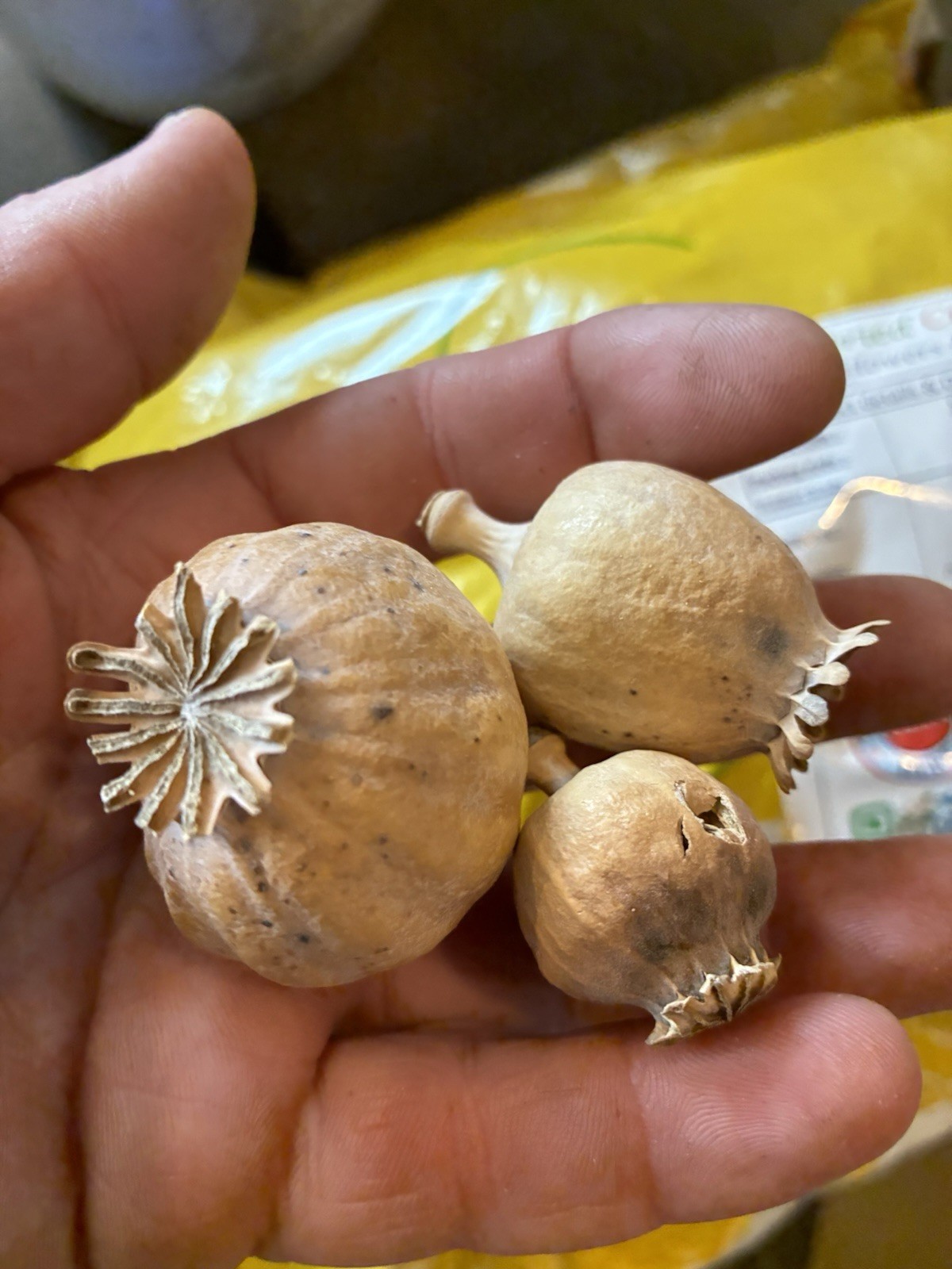 Dried Pods 100 Grams Dried Flowers Wreaths Crafts Whole Pod Papaver Foliages