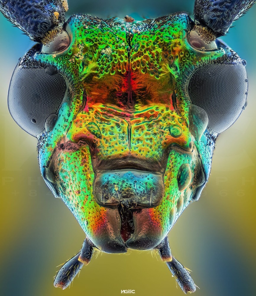 Ngoc Macro Diffuser - The Best Flash Diffusers for Macro Photography