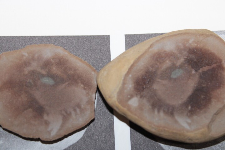 Mazon Creek Fossil Jellyfish Octmedusa pieckorum Fossils Pennsylvanian Period R1