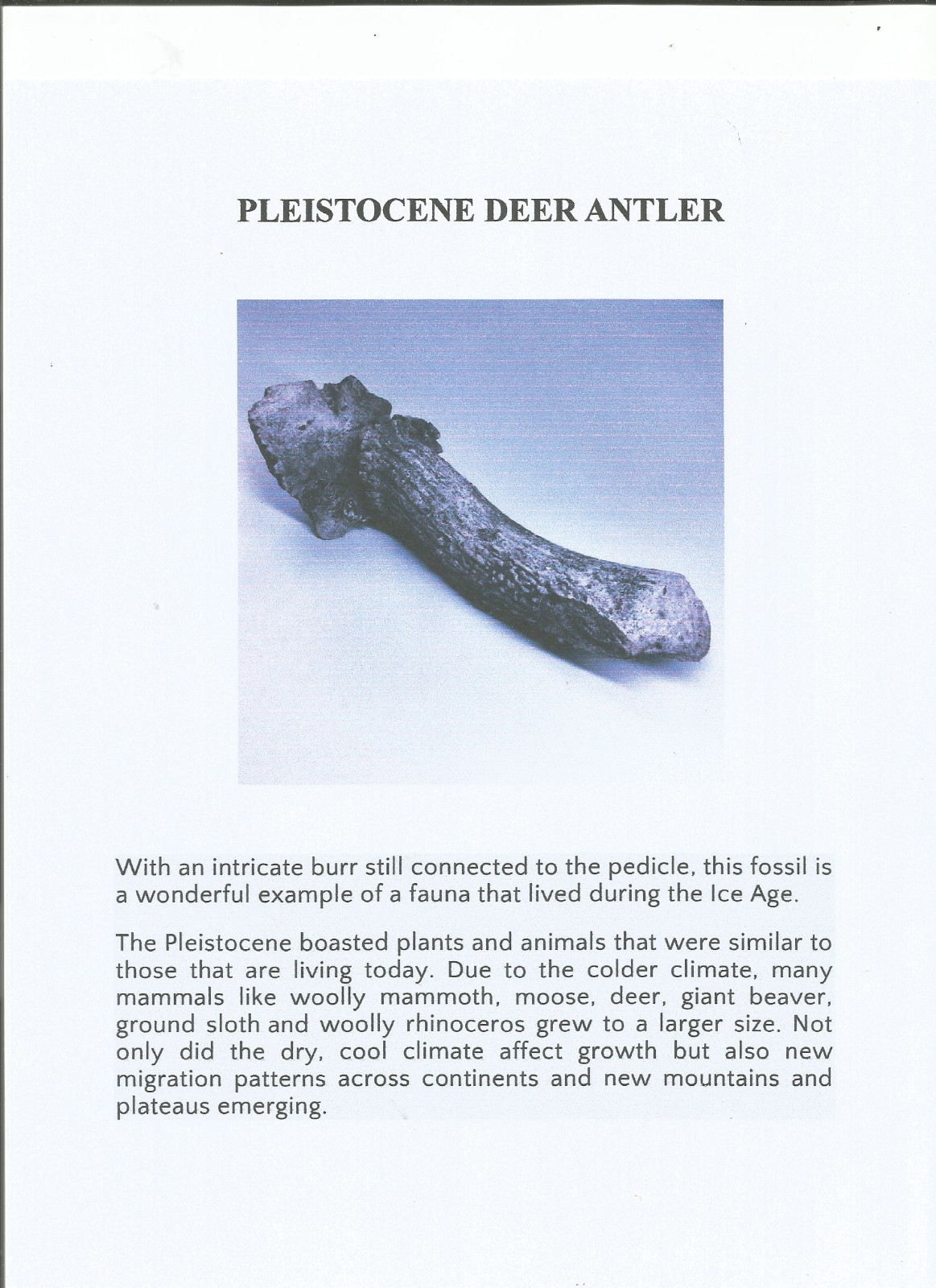 Fossilized Ice Age Deer antler in remarkable condition