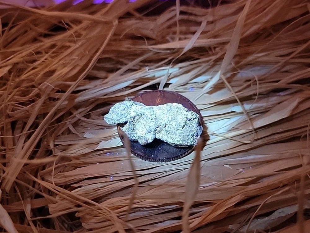 Permineralized Claw Fossil Super Rare