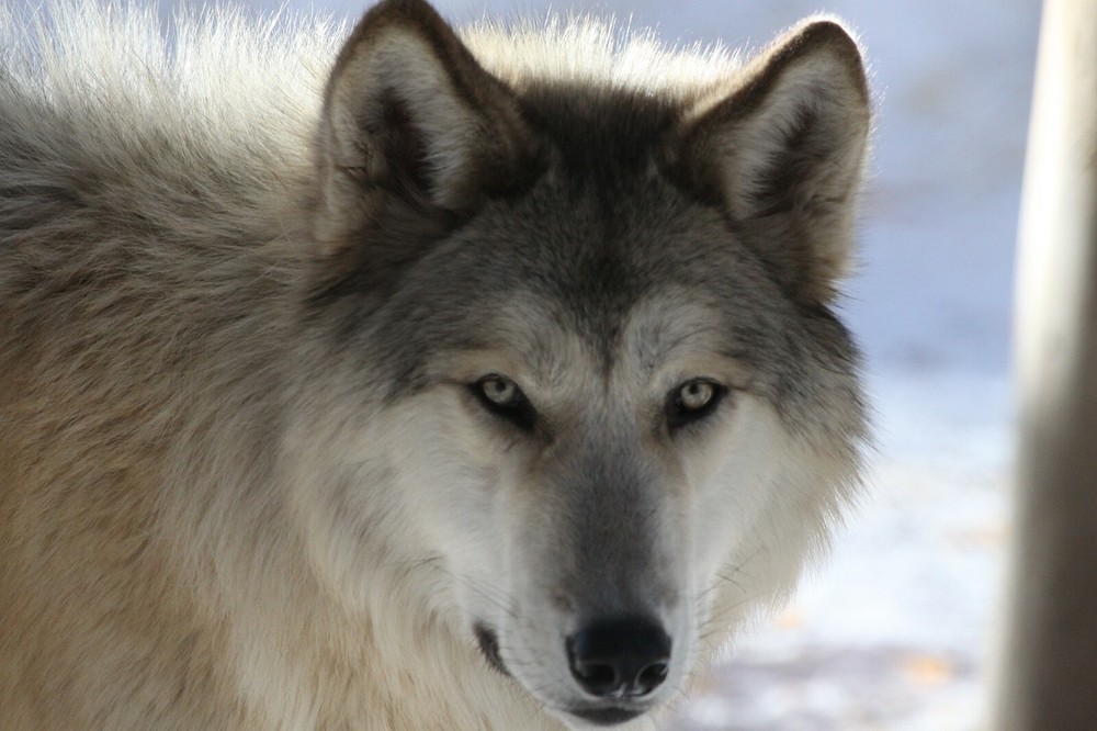 Wolf Taxidermy Reference Photo Cd