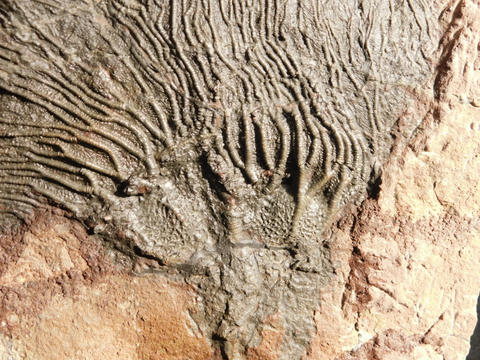 TWO BIG! 430 Million Year Old! CRINOID Fossils or Sea LILY Fossil Morocco 1565gr