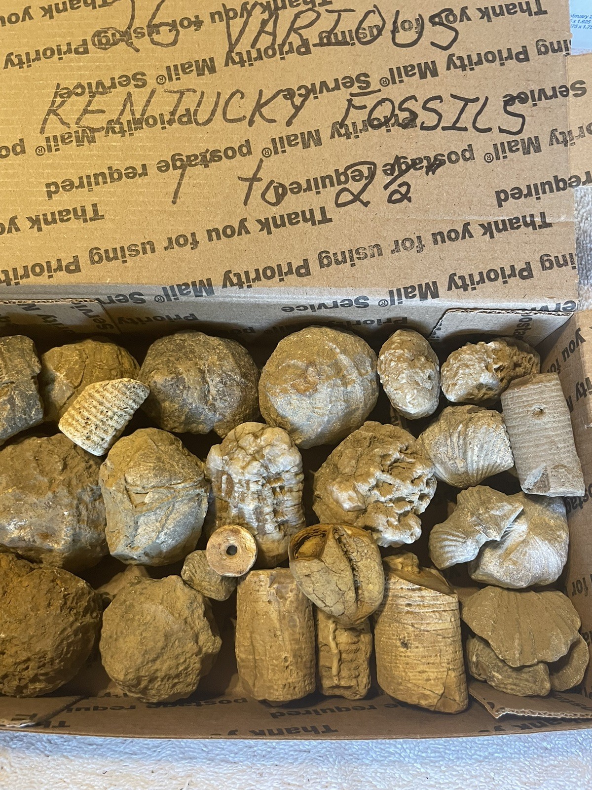 26-VARIOUS KENTUCKY FOSSILS. NICE ONES. 1” TO 2 1/2”.