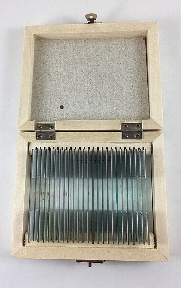 AmScope 25 Prepared Biology Microscope Slides