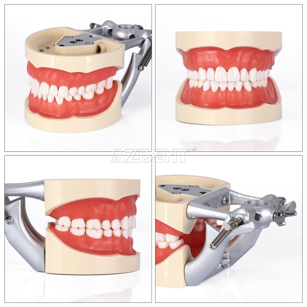 Dental Teeth Model With Removable Teeth Compatible with 200 teeth