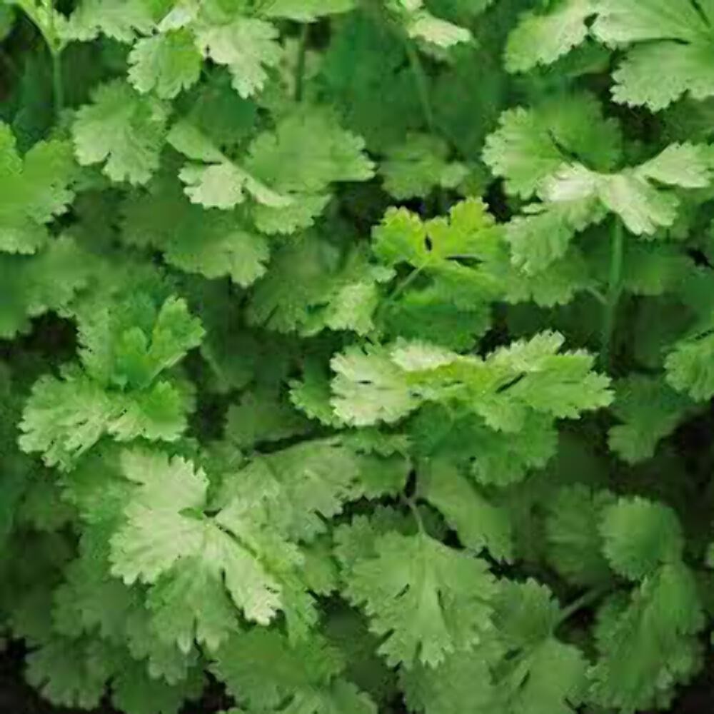 Cilantro Santo